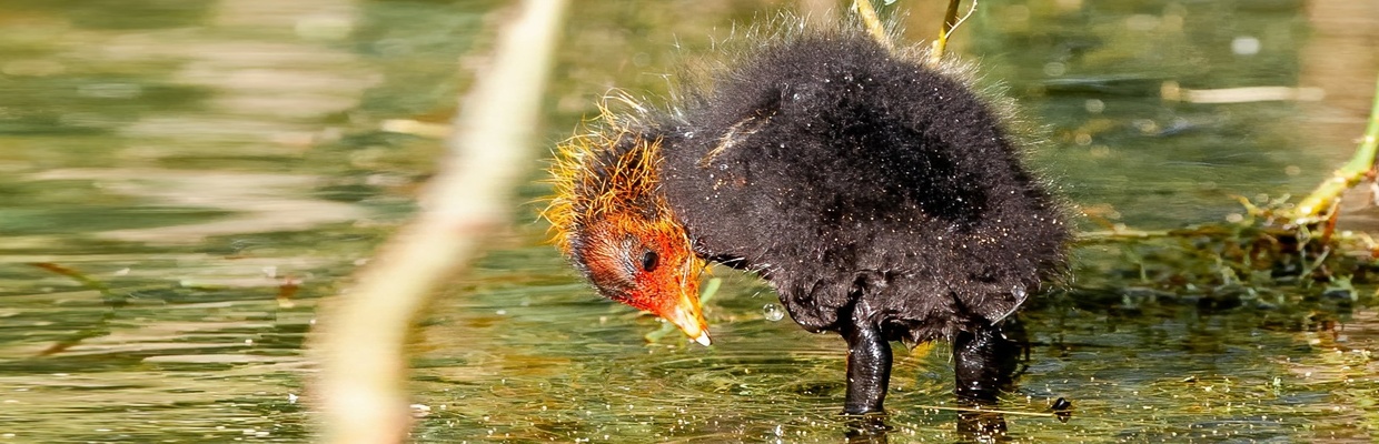 Coot (Colin Varndell)