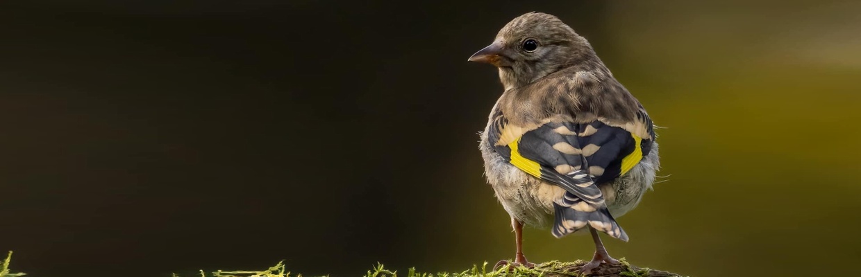 Goldfinch (Steve Smith)