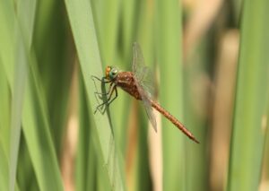 Norfolk Hawker, Holmethorpe SP (G Hay).