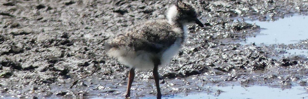 Lapwing (Gray Newell)
