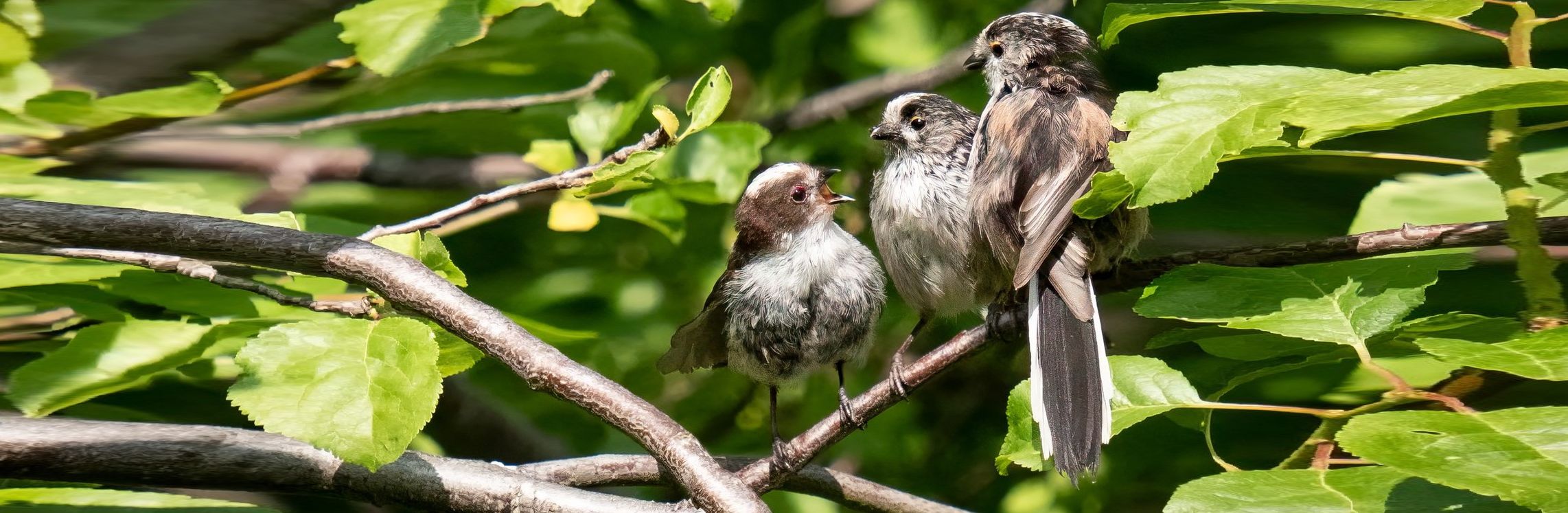 Long tailed tit (Chris Harries)