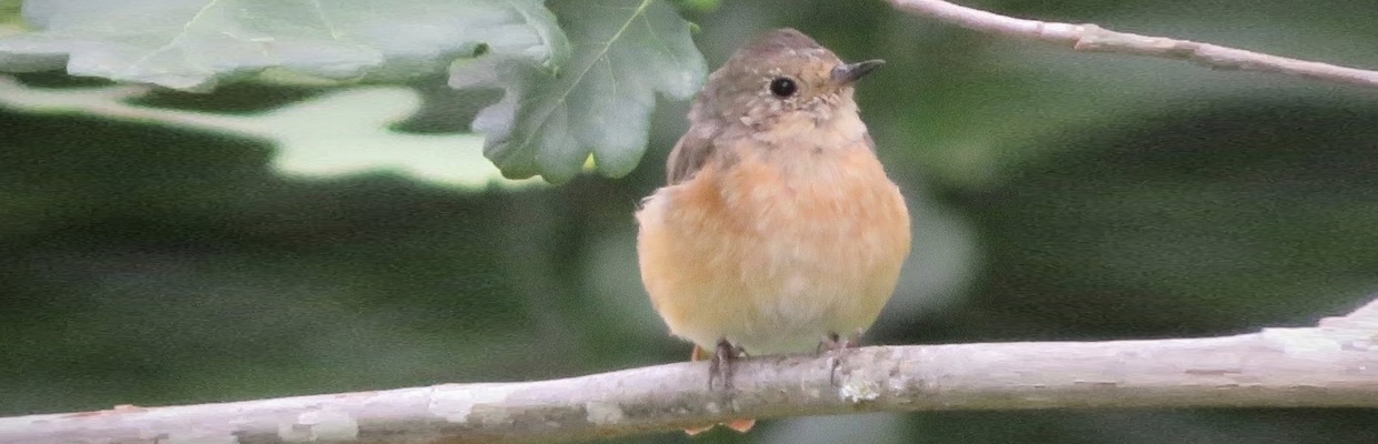 Redstart (Andrew Young)