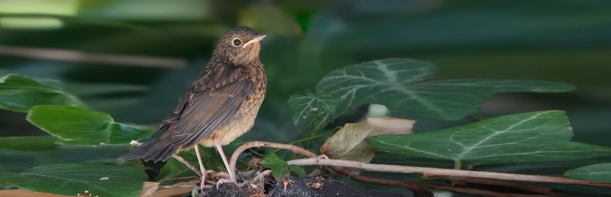 Robin (Carl Tanner)