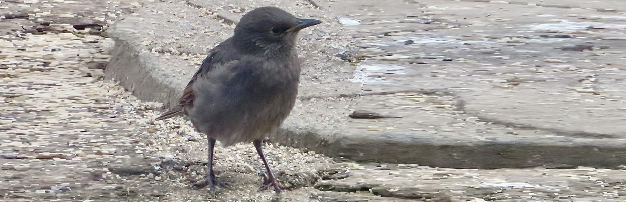 Starling (Kathy Miller)