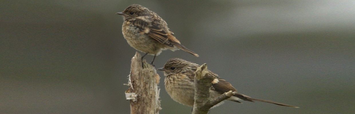Stonechat (Steve Casson)