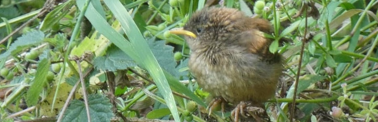 Wren (Lorna Walding)