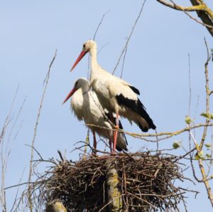 White Storks, Jacobs Well (D Harris).