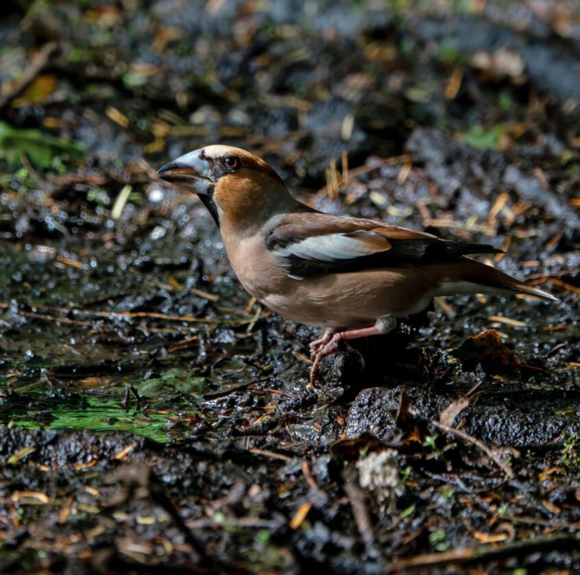 Hawfinch, Effingham Forest (T Gibson). Hawfinch, Effingham Forest (T Gibson).