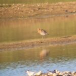 Black-tailed Godwit, Tice's Meadow (K Duncan).