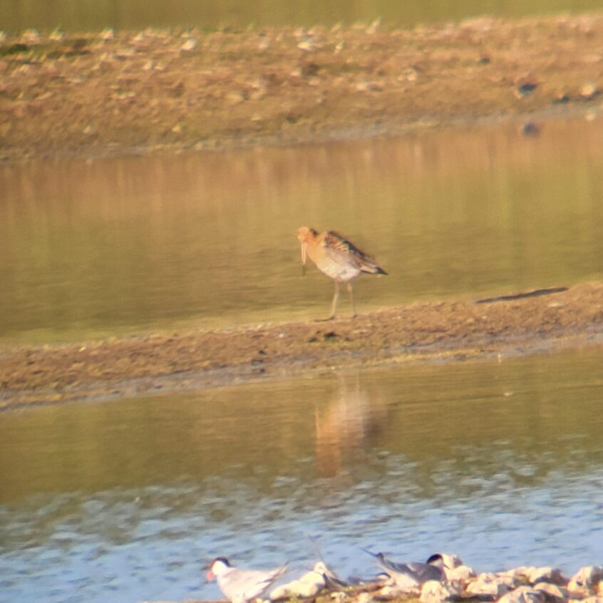 Black-tailed Godwit, Tice's Meadow (K Duncan). Black-tailed Godwit, Tice's Meadow (K Duncan).