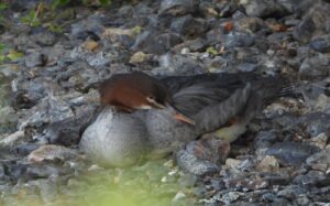 Goosander, Downside (J Snell).