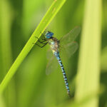 Southern Migrant Hawker, Holmethorpe SP (G Hay).