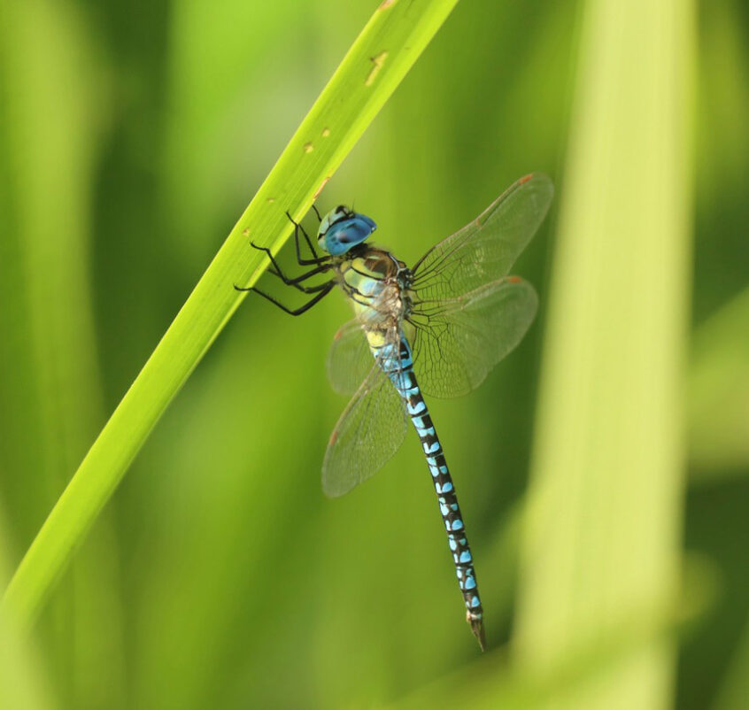 Southern Migrant Hawker, Holmethorpe SP (G Hay). Southern Migrant Hawker, Holmethorpe SP (G Hay).