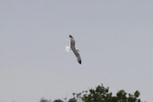 Yellow-legged Gull, Holmethorpe SP (G Hay).