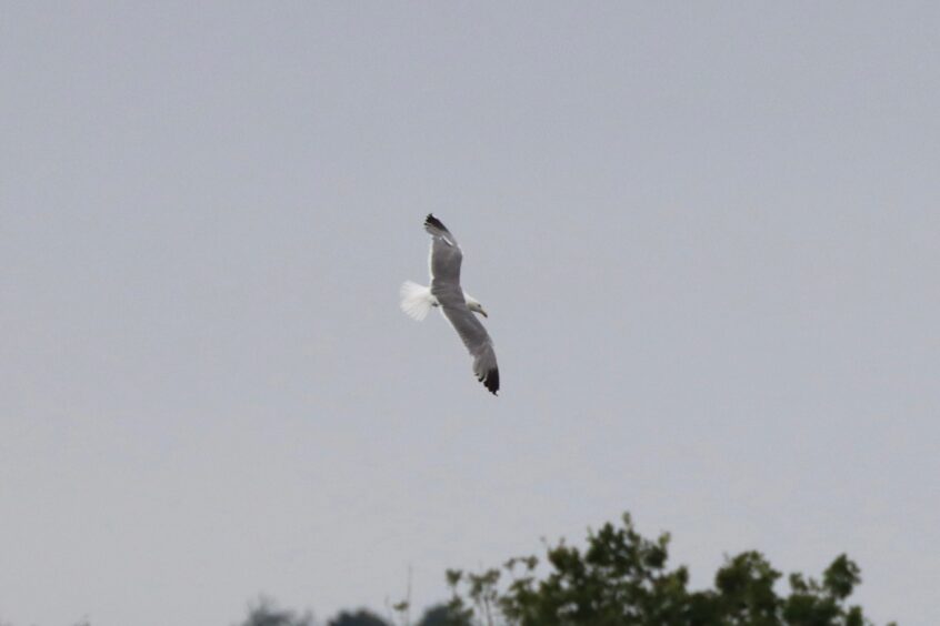 Yellow-legged Gull, Holmethorpe SP (G Hay). Yellow-legged Gull, Holmethorpe SP (G Hay).