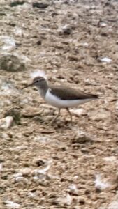 Common Sandpiper, Holmethorpe SP (T Ledger).