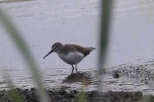Green Sandpiper, Unstead SF (K Britten).
