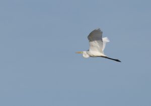 Great Egret, Thursley Common (D Brassington).