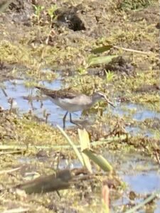 Wood Sandpiper, London Wetland Centre (T Ledger).