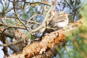 Spotted Flycatchers, Thursley Common (D Brassington).