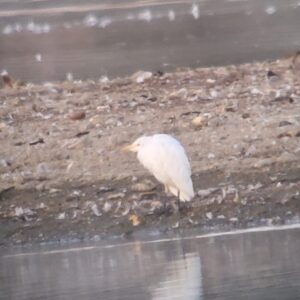 Cattle Egret, Tice's Meadow (K Duncan).