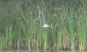 Greenshank, Holmethorpe SP (G Hay).