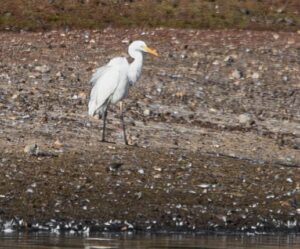 Great Egret, Tice's Meadow (C Varndell).