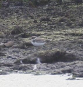Little Ringed Plover, Unstead SF (K Britten).