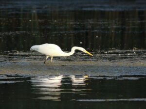 Great Egret, Molesey GP (D Harris).