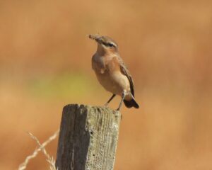 Wheatear, Burgh Heath (P Goodman).